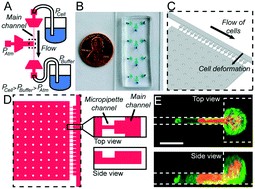 Graphical abstract: High-throughput microfluidic micropipette aspiration device to probe time-scale dependent nuclear mechanics in intact cells