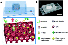 Graphical abstract: Efficient isolation and sensitive quantification of extracellular vesicles based on an integrated ExoID-Chip using photonic crystals