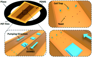 Graphical abstract: Acoustofluidic stick-and-play micropump built on foil for single-cell trapping