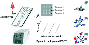 Graphical abstract: Hierarchically structured microchip for point-of-care immunoassays with dynamic detection ranges