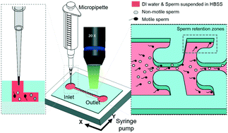 Graphical abstract: Microfluidic retention of progressively motile zebrafish sperms