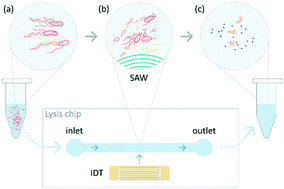 Graphical abstract: Rapid additive-free bacteria lysis using traveling surface acoustic waves in microfluidic channels
