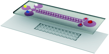 Graphical abstract: A passive portable microfluidic blood–plasma separator for simultaneous determination of direct and indirect ABO/Rh blood typing