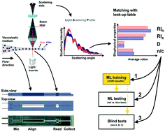 Graphical abstract: CD4+ versus CD8+ T-lymphocyte identification in an integrated microfluidic chip using light scattering and machine learning