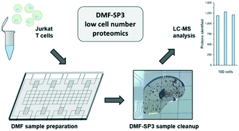 Graphical abstract: Miniaturized sample preparation on a digital microfluidics device for sensitive bottom-up microproteomics of mammalian cells using magnetic beads and mass spectrometry-compatible surfactants