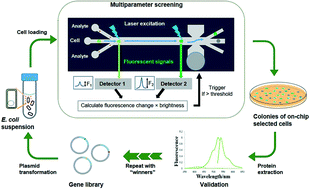 Graphical abstract: A single-phase flow microfluidic cell sorter for multiparameter screening to assist the directed evolution of Ca2+ sensors