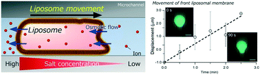 Graphical abstract: Osmotic-engine-driven liposomes in microfluidic channels