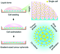 Graphical abstract: Gradient-sized control of tumor spheroids on a single chip