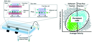 Graphical abstract: Photoconversion and chromatographic microfluidic system reveals differential cellular phenotypes of adhesion velocity versus persistence in shear flow