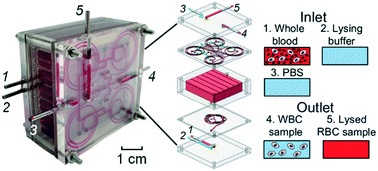 Graphical abstract: Inertial microfluidic cube for automatic and fast extraction of white blood cells from whole blood