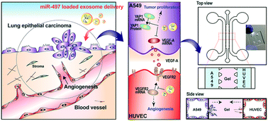 Graphical abstract: Exosome-mediated microRNA-497 delivery for anti-cancer therapy in a microfluidic 3D lung cancer model