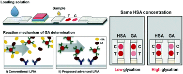 Graphical abstract: Glycation ratio determination through simultaneous detection of human serum albumin and glycated albumin on an advanced lateral flow immunoassay sensor