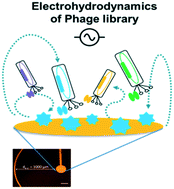 Graphical abstract: Retooling phage display with electrohydrodynamic nanomixing and nanopore sequencing