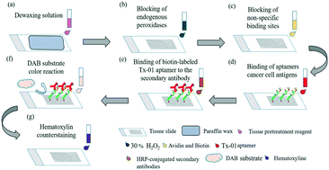 Graphical abstract: An integrated microfluidic system for rapid, automatic and high-throughput staining of clinical tissue samples for diagnosis of ovarian cancer