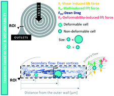 Graphical abstract: Deformability-induced lift force in spiral microchannels for cell separation