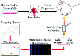 Graphical abstract: Multiparameter urine analysis for quantitative bladder cancer surveillance of orthotopic xenografted mice