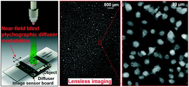Graphical abstract: Wide-field, high-resolution lensless on-chip microscopy via near-field blind ptychographic modulation