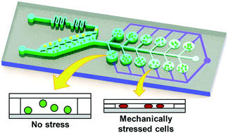 Graphical abstract: Mechanical stress induced astaxanthin accumulation of H. pluvialis on a chip