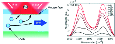 Graphical abstract: Infrared spectroscopy of live cells from a flowing solution using electrically-biased plasmonic metasurfaces