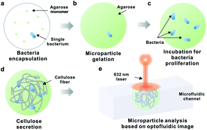 Graphical abstract: Intelligent optofluidic analysis for ultrafast single bacterium profiling of cellulose production and morphology