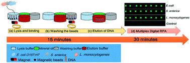 Graphical abstract: A “sample-in-multiplex-digital-answer-out” chip for fast detection of pathogens