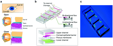 Graphical abstract: Multi-corneal barrier-on-a-chip to recapitulate eye blinking shear stress forces