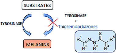 Graphical abstract: Thiosemicarbazones with tyrosinase inhibitory activity