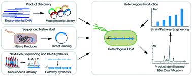 Graphical abstract: Leveraging synthetic biology for producing bioactive polyketides and non-ribosomal peptides in bacterial heterologous hosts