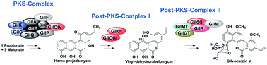 Graphical abstract: Post-PKS enzyme complexes