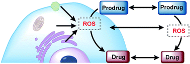 Graphical abstract: Prodrug strategies for targeted therapy triggered by reactive oxygen species