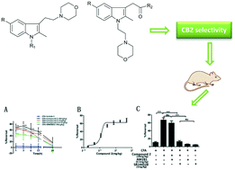 Graphical abstract: Indole compounds with N-ethyl morpholine moieties as CB2 receptor agonists for anti-inflammatory management of pain: synthesis and biological evaluation