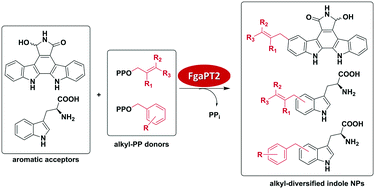 Graphical abstract: FgaPT2, a biocatalytic tool for alkyl-diversification of indole natural products