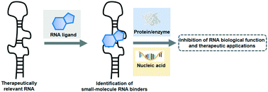 Graphical abstract: Synthetic small-molecule RNA ligands: future prospects as therapeutic agents
