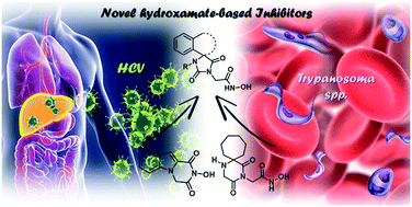 Graphical abstract: Scaffold hybridization strategy towards potent hydroxamate-based inhibitors of Flaviviridae viruses and Trypanosoma species
