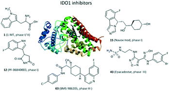 Graphical abstract: Recent advances in the discovery of indoleamine 2,3-dioxygenase 1 (IDO1) inhibitors