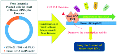 Graphical abstract: A cell-based screening system for RNA polymerase I inhibitors