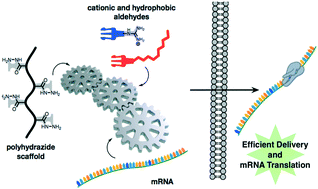 Graphical abstract: Messenger RNA delivery by hydrazone-activated polymers