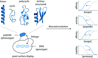 Graphical abstract: Molecular evolution of peptides by yeast surface display technology