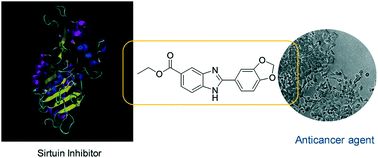 Graphical abstract: Sirtuin inhibition and anti-cancer activities of ethyl 2-benzimidazole-5-carboxylate derivatives