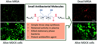Graphical abstract: Small antibacterial molecules highly active against drug-resistant Staphylococcus aureus