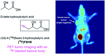 Graphical abstract: Synthesis and in vivo evaluation of a radiofluorinated ketone body derivative