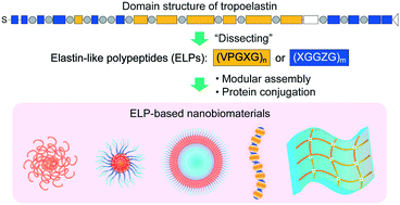 Graphical abstract: Elastin-like polypeptides as building motifs toward designing functional nanobiomaterials