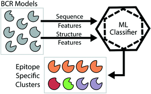 Graphical abstract: Functional clustering of B cell receptors using sequence and structural features