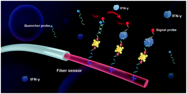 Graphical abstract: IFN-γ-induced signal-on fluorescence aptasensors: from hybridization chain reaction amplification to 3D optical fiber sensing interface towards a deployable device for cytokine sensing