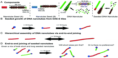 Graphical abstract: Characterizing the length-dependence of DNA nanotube end-to-end joining rates