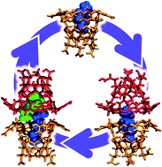 Graphical abstract: Emergence of non-monotonic deep cavity cavitand assembly with increasing portal methylation