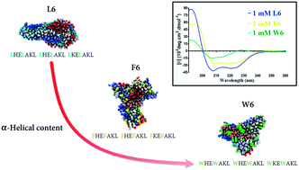Graphical abstract: Assessing the effect of aromatic residue placement on the α-helical peptide structure and nanofibril formation of 21-mer peptides