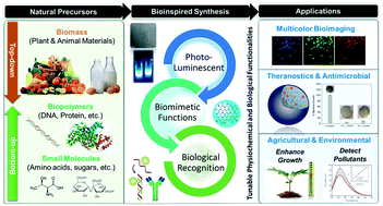 Graphical abstract: Bioinspired carbon dots (biodots): emerging fluorophores with tailored multiple functionalities for biomedical, agricultural and environmental applications