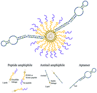 Graphical abstract: Therapeutic peptide delivery via aptamer-displaying, disulfide-linked peptide amphiphile micelles