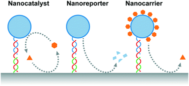 Graphical abstract: Nanomaterials for molecular signal amplification in electrochemical nucleic acid biosensing: recent advances and future prospects for point-of-care diagnostics